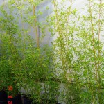 Bambu Plumoso